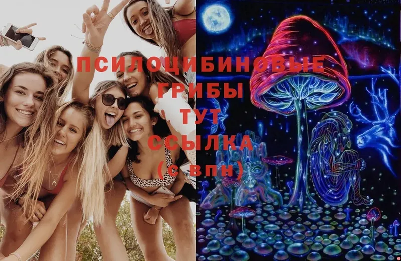 Псилоцибиновые грибы Cubensis  Тогучин 